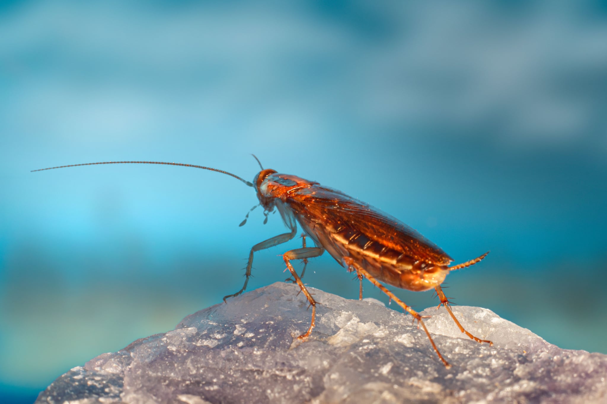 Német csótány (Blattella germanica)